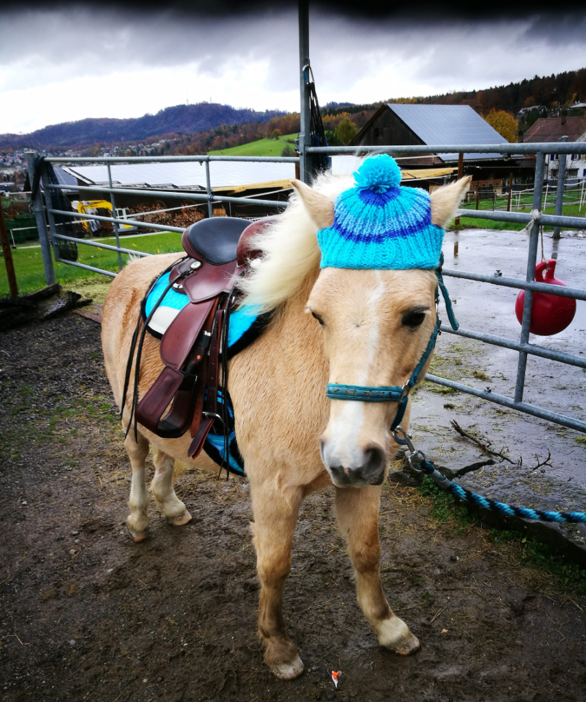 Regenbogenpony Reiten Mit Familienzentrum