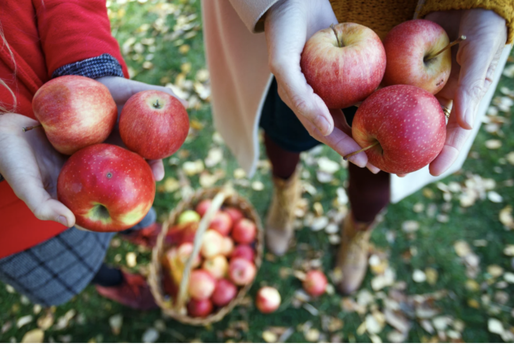 <em>Erlebnisnachmittag für Kinder ab 5 Jahren</em>

Auf geht’s aufs Land! 🍏🐑
Beim Abenteuer Bauernhof entdeckst du hautnah, wie die knackigen Früchte an den Bäumen reifen und gepflückt werden. Wir ziehen gemeinsam los in den Obstgarten, sammeln die reifsten Äpfel und belohnen uns danach mit einem Schluck frisch gepresstem Saft. Zwischen Bäumen und Wiesen erfährst du spielerisch, wie spannend die Natur ist und woher unsere Lebensmittel kommen. Ein herbstlicher Ausflug voller Spass, Bewegung und Natur 🌾🍎

<a href="https://familienzentrum-bezirk-affoltern.ch/wp-content/uploads/2026/06/Flyer-Abenteuer-Bauernhof-Apfelernte.pdf" target="_blank" rel="noopener">Flyer herunterladen</a>

<img class="wp-image-35811 aligncenter" src="https://familienzentrum-bezirk-affoltern.ch/wp-content/uploads/2026/06/Apfelernte-300x201.png" alt="Apfelernte" width="500" height="335" />